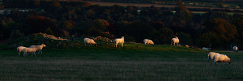 Sheep grazing at sunset This landscape photograph, taken in the North Yorkshire Moors region of the United Kingdom in autumn 2018, captures a rural scene featuring sheep grazing peacefully at sunset. The animals are scattered across a grassy field and a small rocky hill, with the warm evening light casting long shadows and highlighting the natural contours of the landscape. Surrounding the main subject, dense clusters of trees and expansive farmland stretch into the distance, showcasing the beauty of North Yorkshire’s rural nature. The timing of the image, during the late afternoon, creates a soft golden glow characteristic of autumn sunsets, enhancing both the animals and the natural scenery.